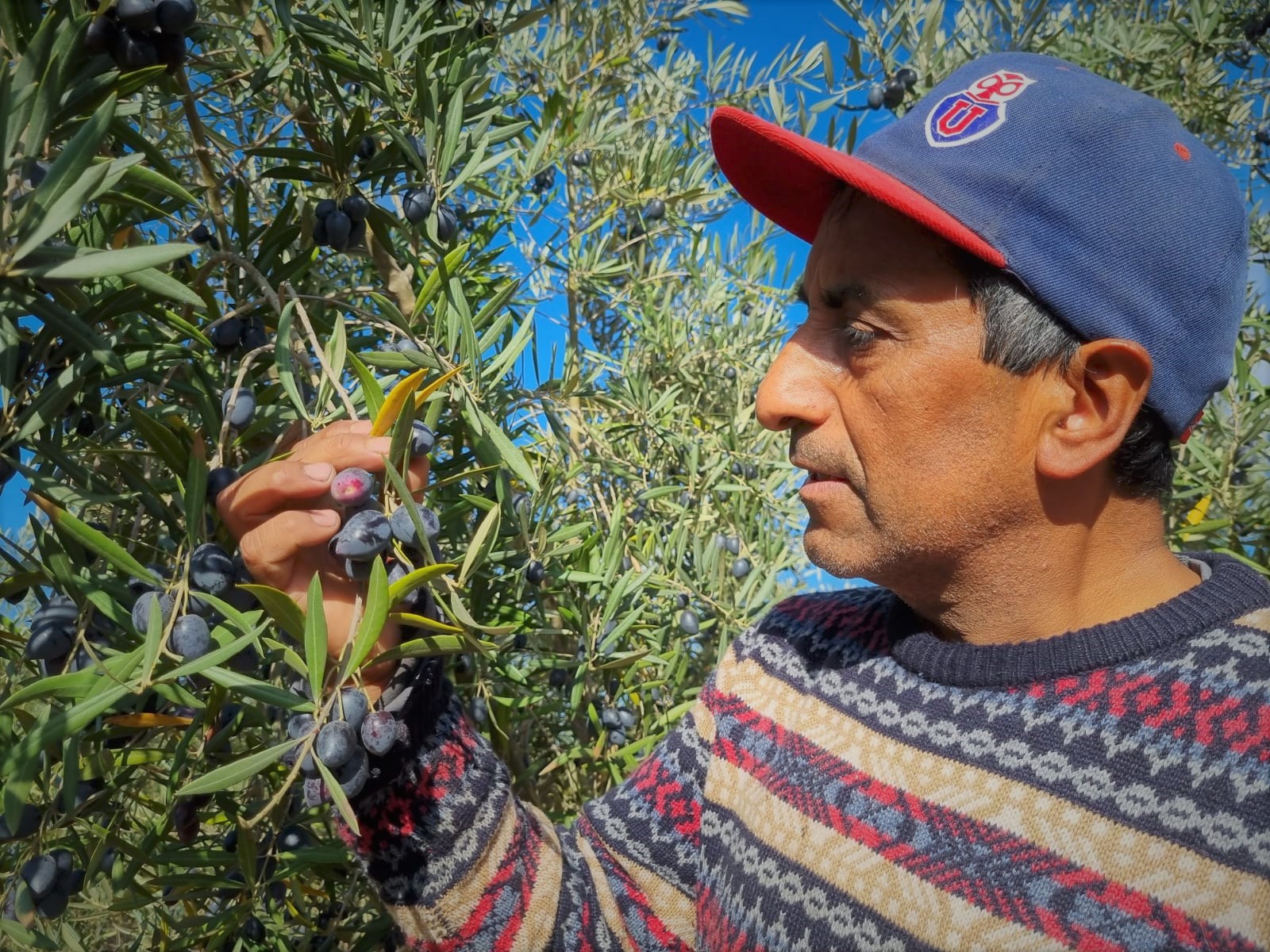 Dejó la minería por la agricultura y ahora se luce con sus producciones olivícolas