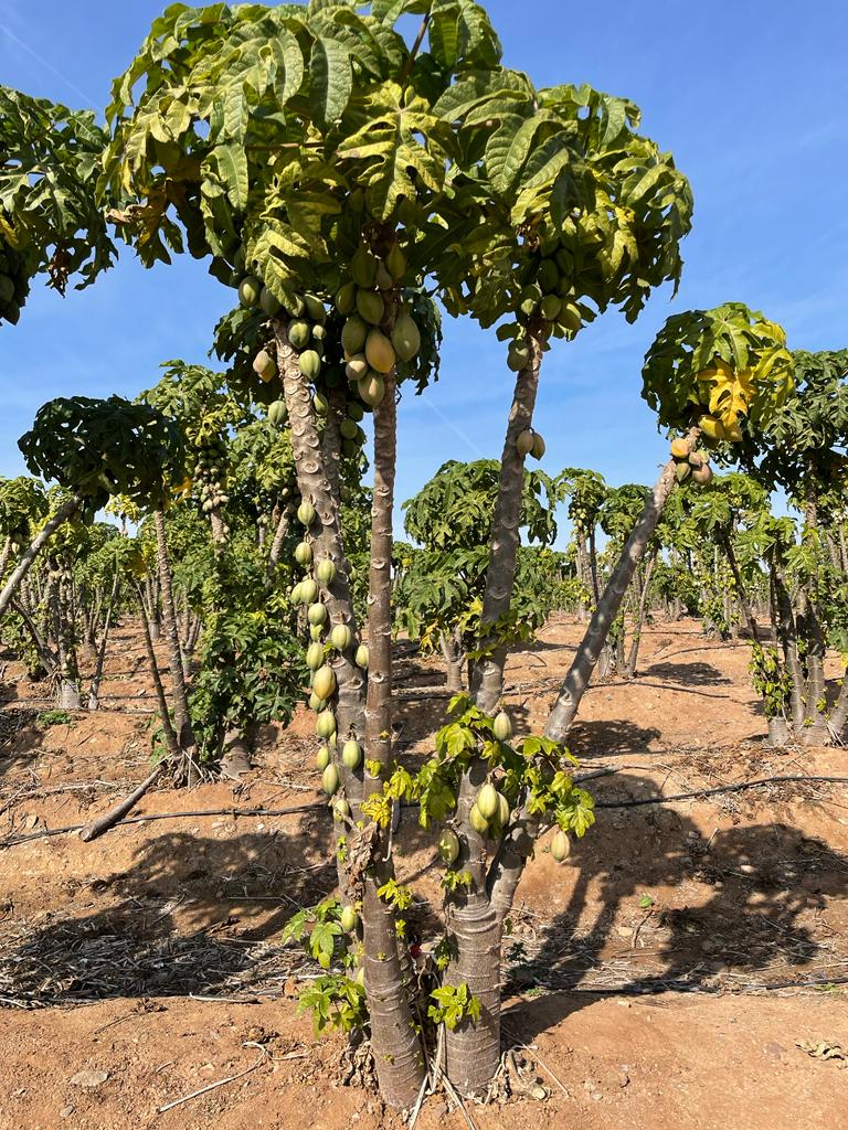 Con énfasis en la importancia social, turística y agronómica buscan fortalecer a la papaya en la Región de Coquimbo