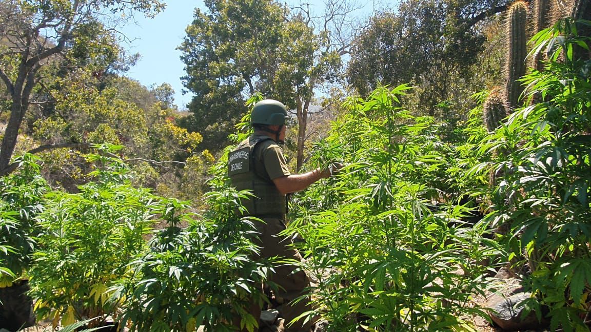 Plan Cannabis de Carabineros ya supera las 30 mil plantas decomisadas