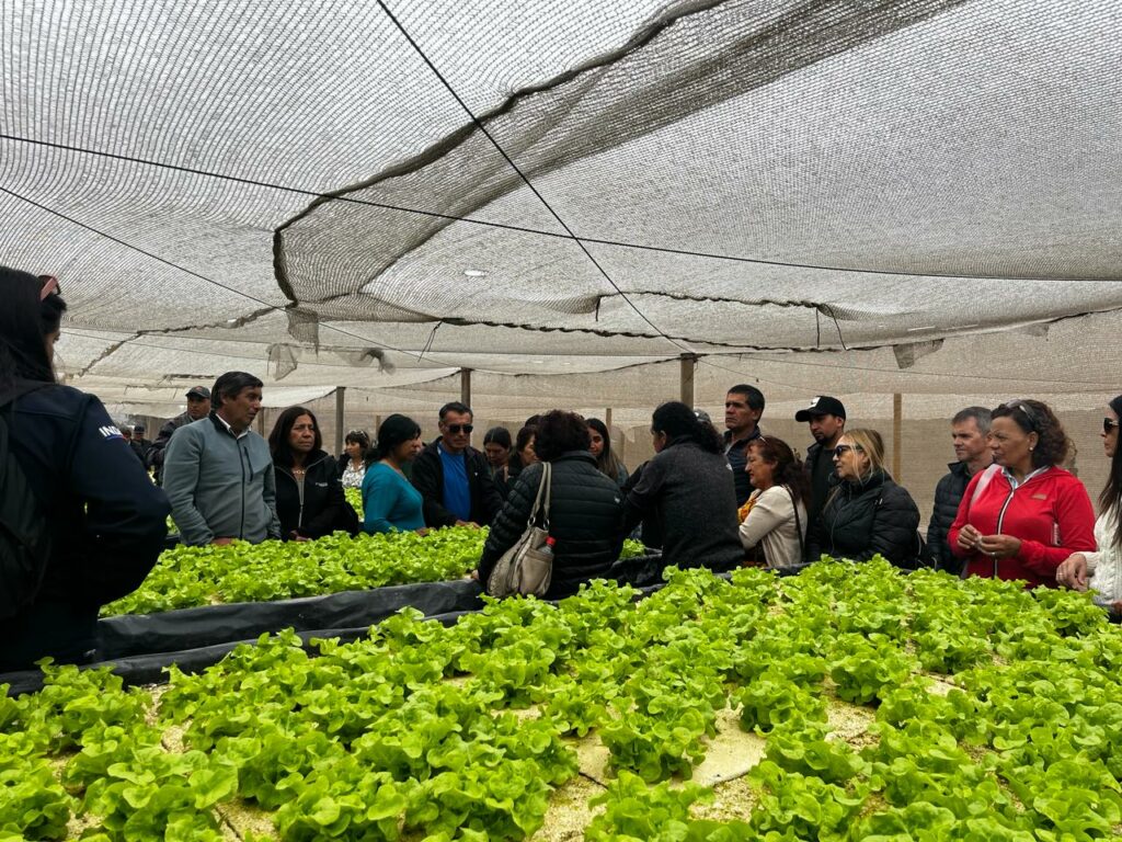 Agricultores de zonas rezagadas producirán lechugas hidropónicas a mediana y gran escala