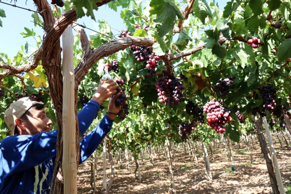 Descubre cómo la producción de frutas en la región está girando hacia la sustentabilidad