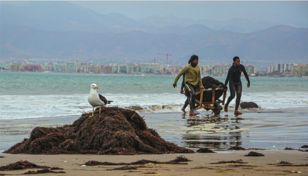 Libro rescata el patrimonio cultural de la Playa Changa de Coquimbo y el trabajo de los algueros