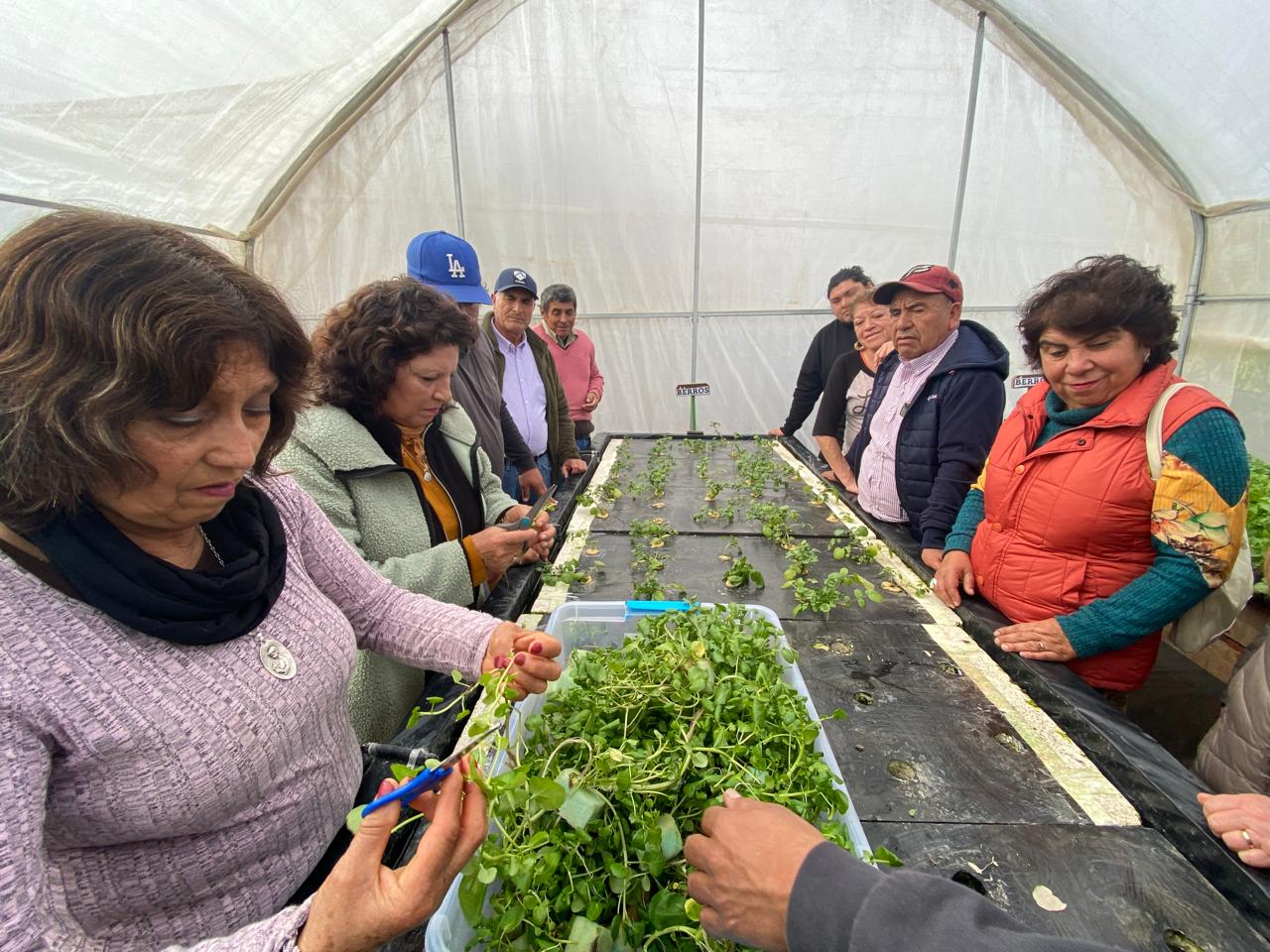 Berro hidropónico: El superalimento que se alza como alternativa productiva eficiente y saludable en zonas de escasez hídrica