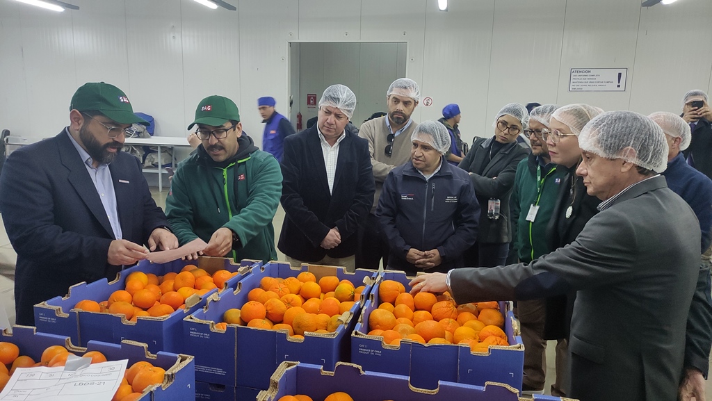 Región de Coquimbo exportará uva de mesa a Estados Unidos bajo nuevo protocolo de inspección de fruta