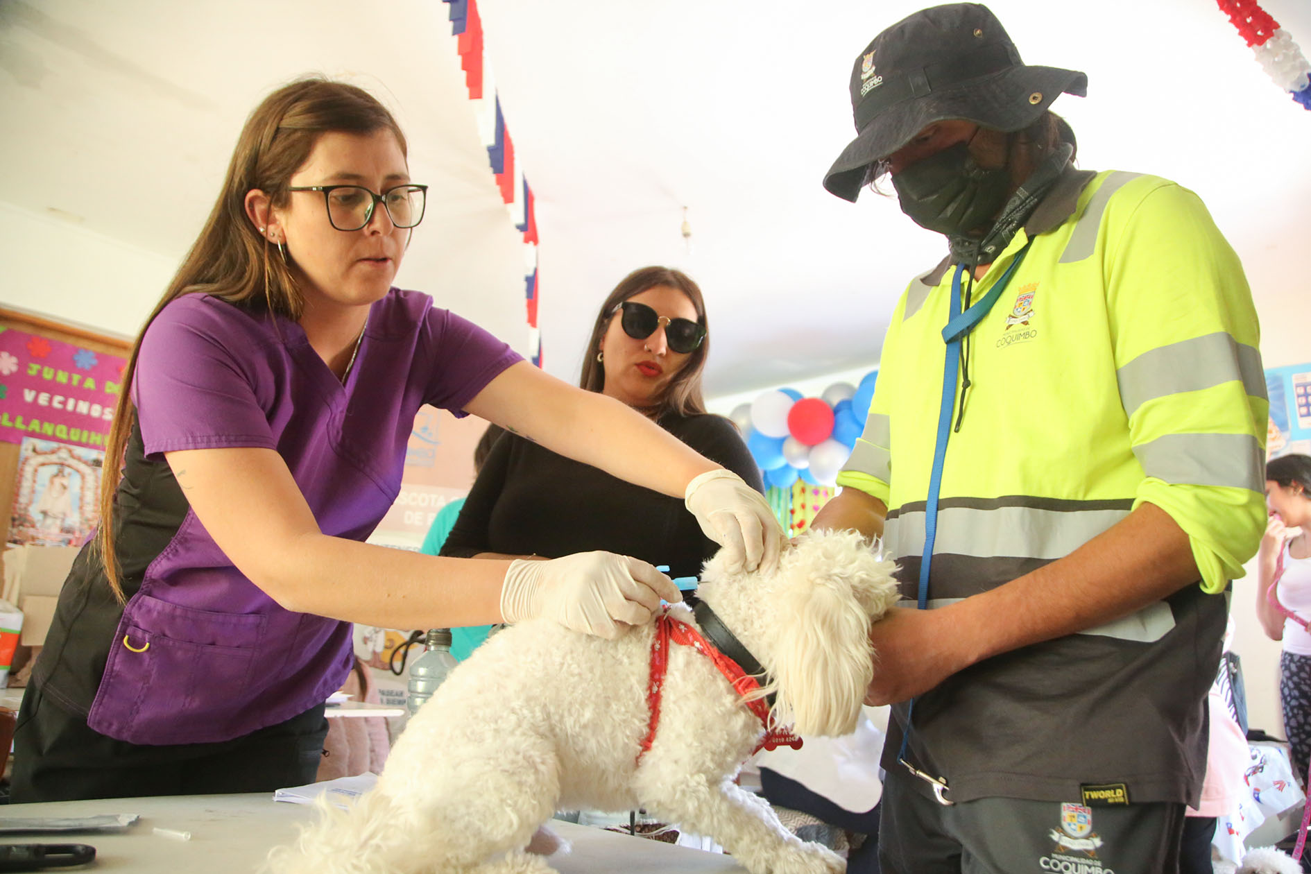 Dos mil esterilizaciones gratuitas a mascotas realizarán en Coquimbo