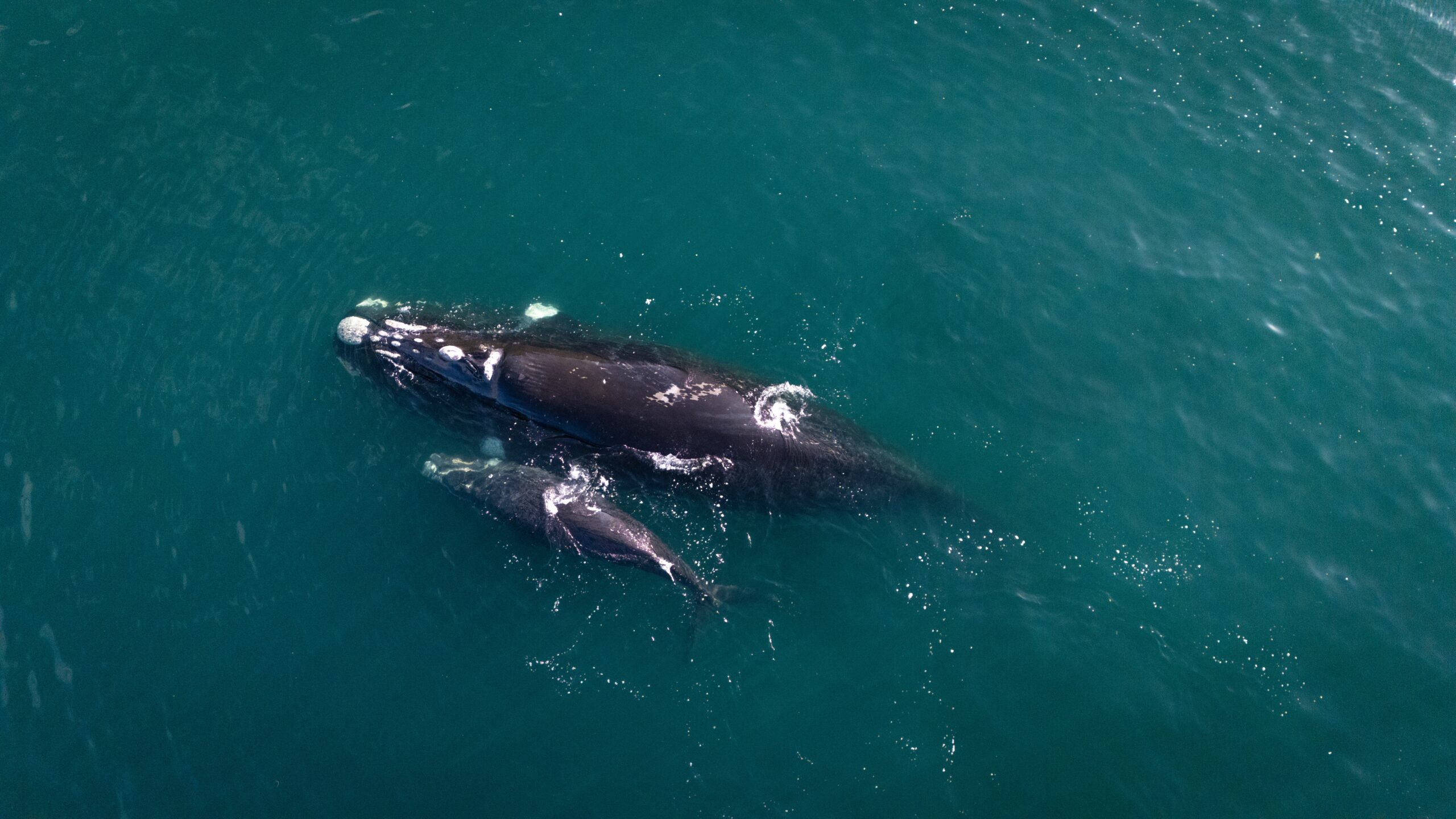 Inusual aumento de avistamientos de ballena franca austral del pacífico sudeste en las costas chilenas