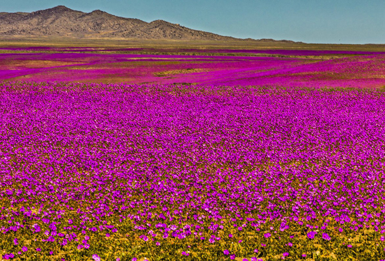 ¿Hay probabilidades de que ocurra el Desierto Florido este año?