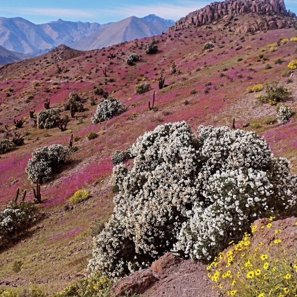 Valle del Elqui recibe la primavera llena de colores gracias a incremento de precipitaciones invernales