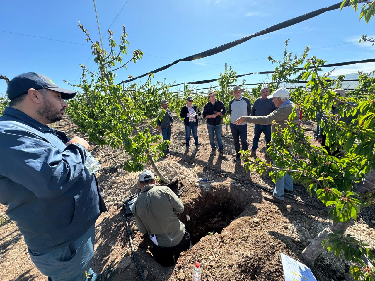 Productores de cerezos calibran cultivos con miras a exportaciones en octubre