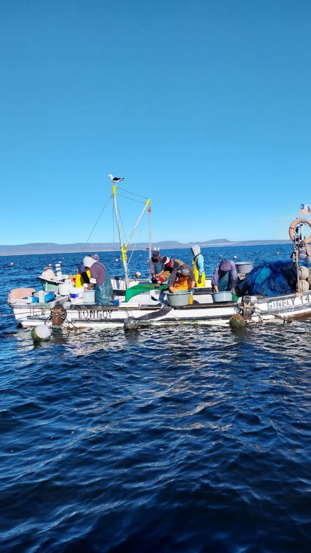 Región de Coquimbo busca aumentar el valor agregado de sus bioproductos del mar