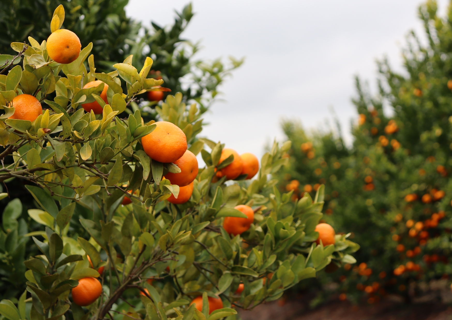 Sustentabilidad en la fruticultura: productos con valor agregado que se abren a nuevos mercados