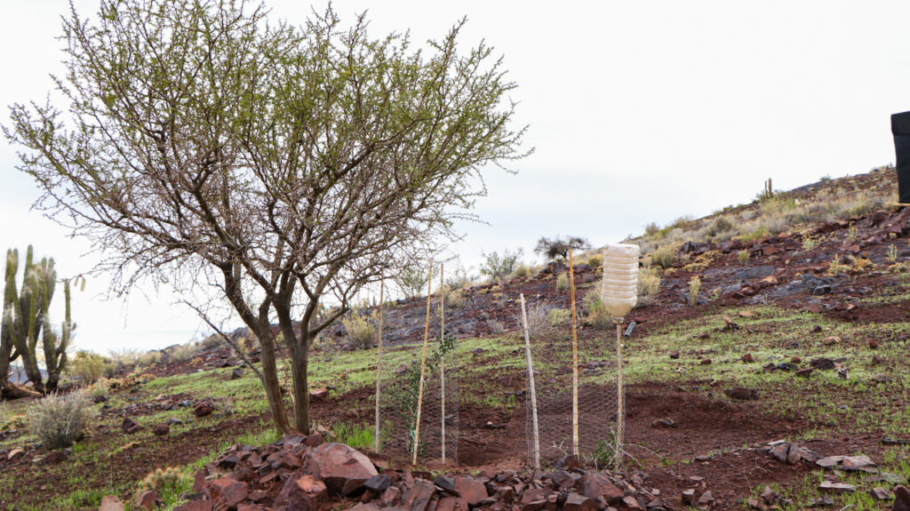 Agricultura que resiste la sequía: Estrategias de conservación y adaptación en la región