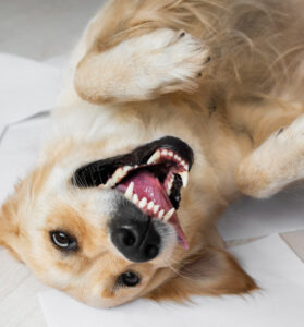 Salud dental de mascotas: Cómo el caldo de hueso fortalece la dentadura y reduce el sarro