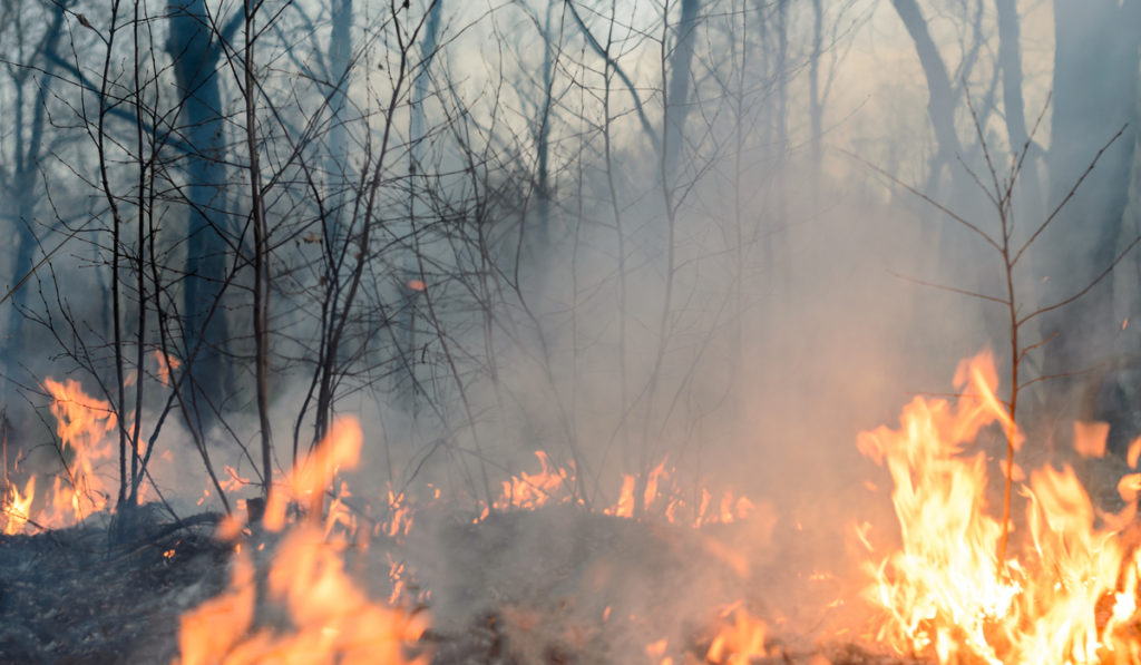 Alerta Temprana Preventiva para la Región de Coquimbo por amenaza de incendios forestales