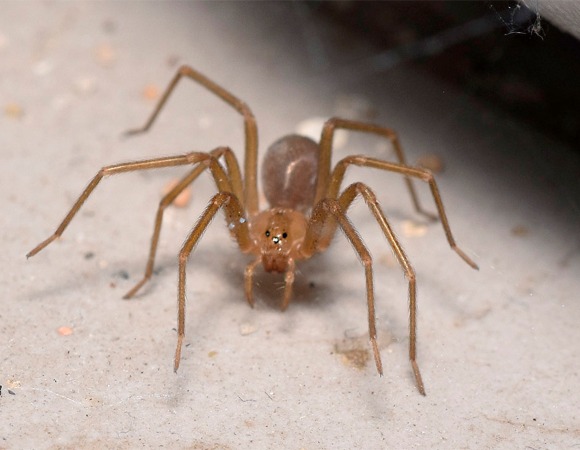 Sepa cómo prevenir la mordedura de la araña de rincón