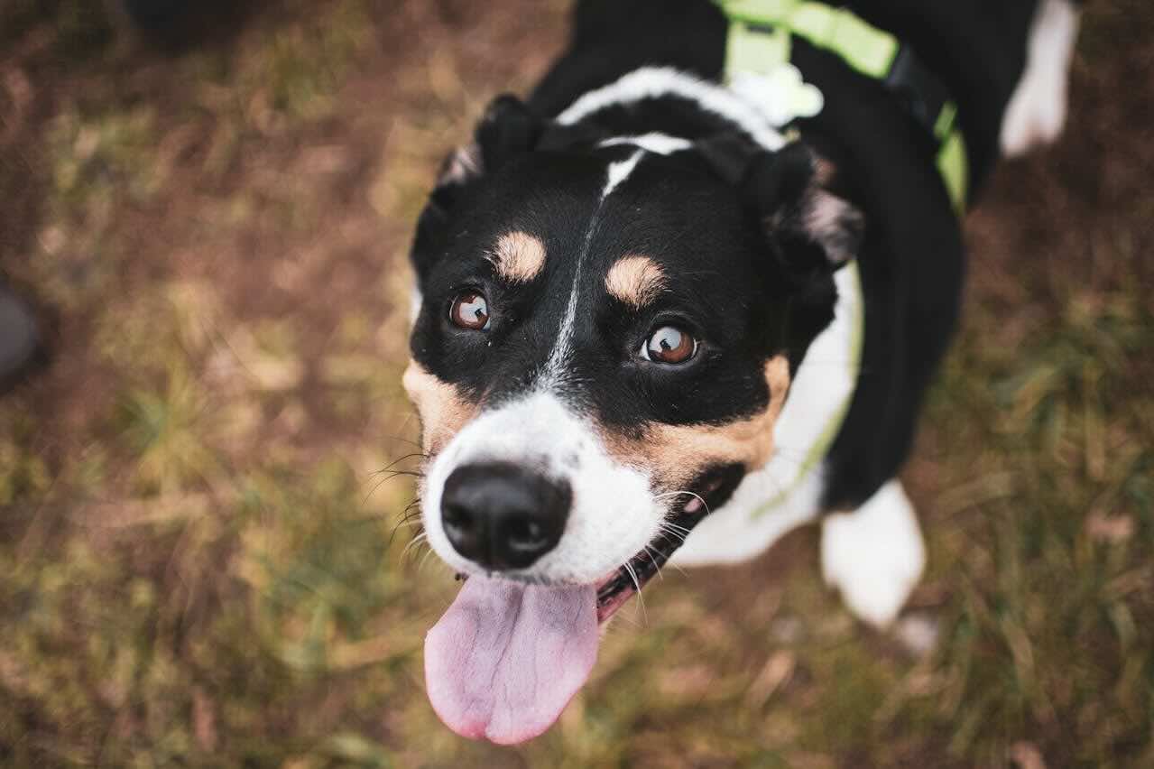 Seguros para Mascotas: Mucho más que cobertura médica