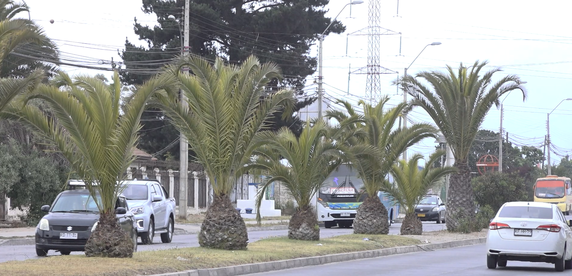 La Serena: Municipio retirará palmeras ante riesgo de accidentes en complicado bandejón de La Antena