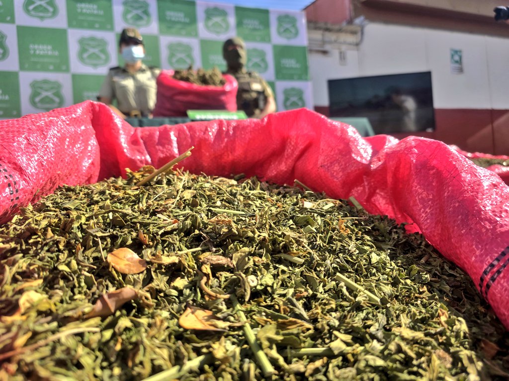 Más de 15 mil plantas: Carabineros concretó el segundo decomiso más grande de marihuana en la región de Coquimbo