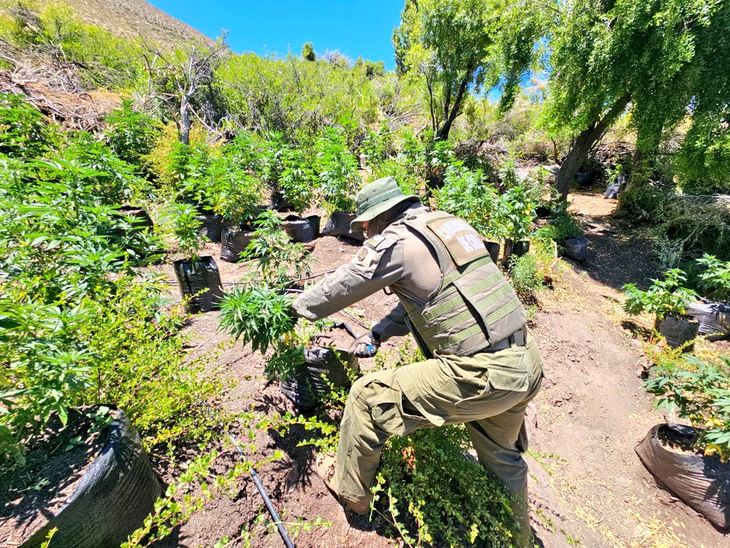 Segundo decomiso más grande de marihuana en la región: Más de 10 mil plantas en Monte Patria