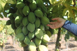 Buscan obtener Sello de Origen para la Papaya serenense