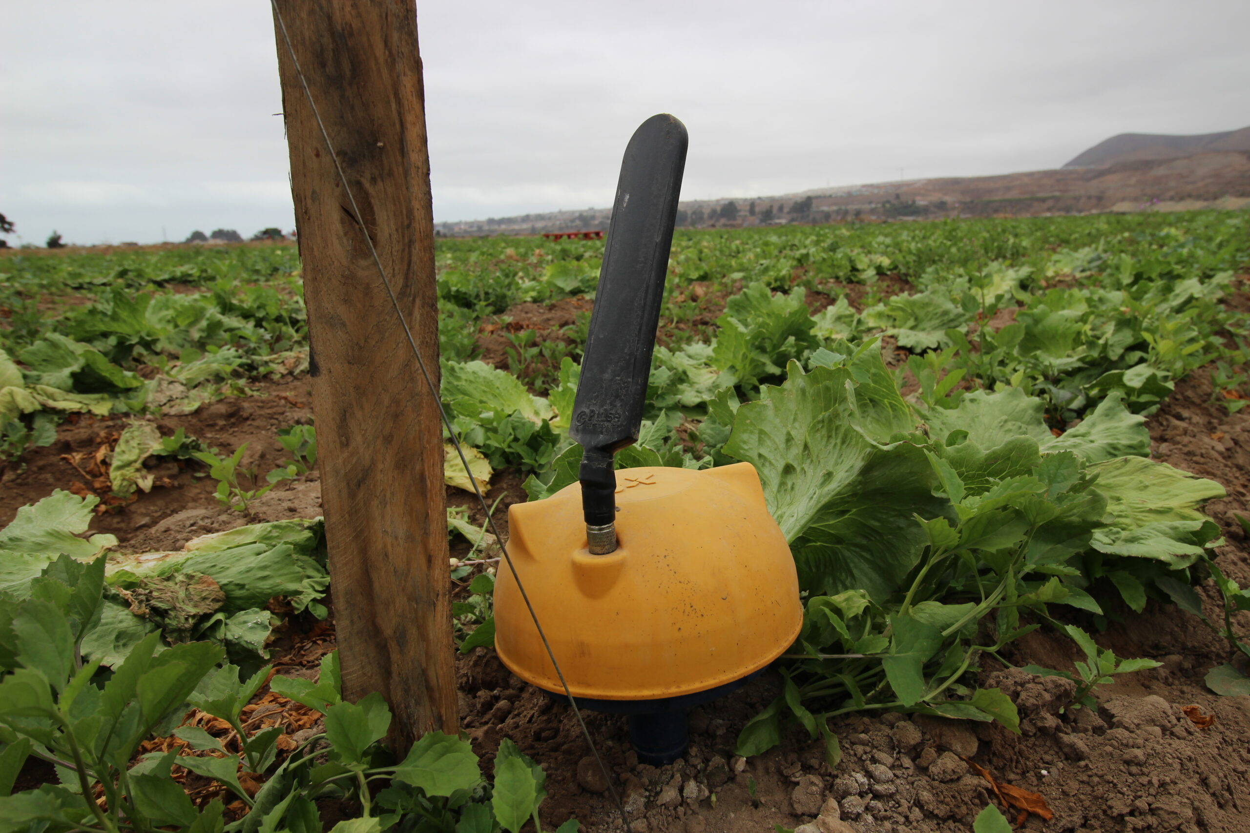 Coquimbo lidera innovación hortícola: 650 hectáreas optimizadas con Inteligencia Artificial para riego y fertilización