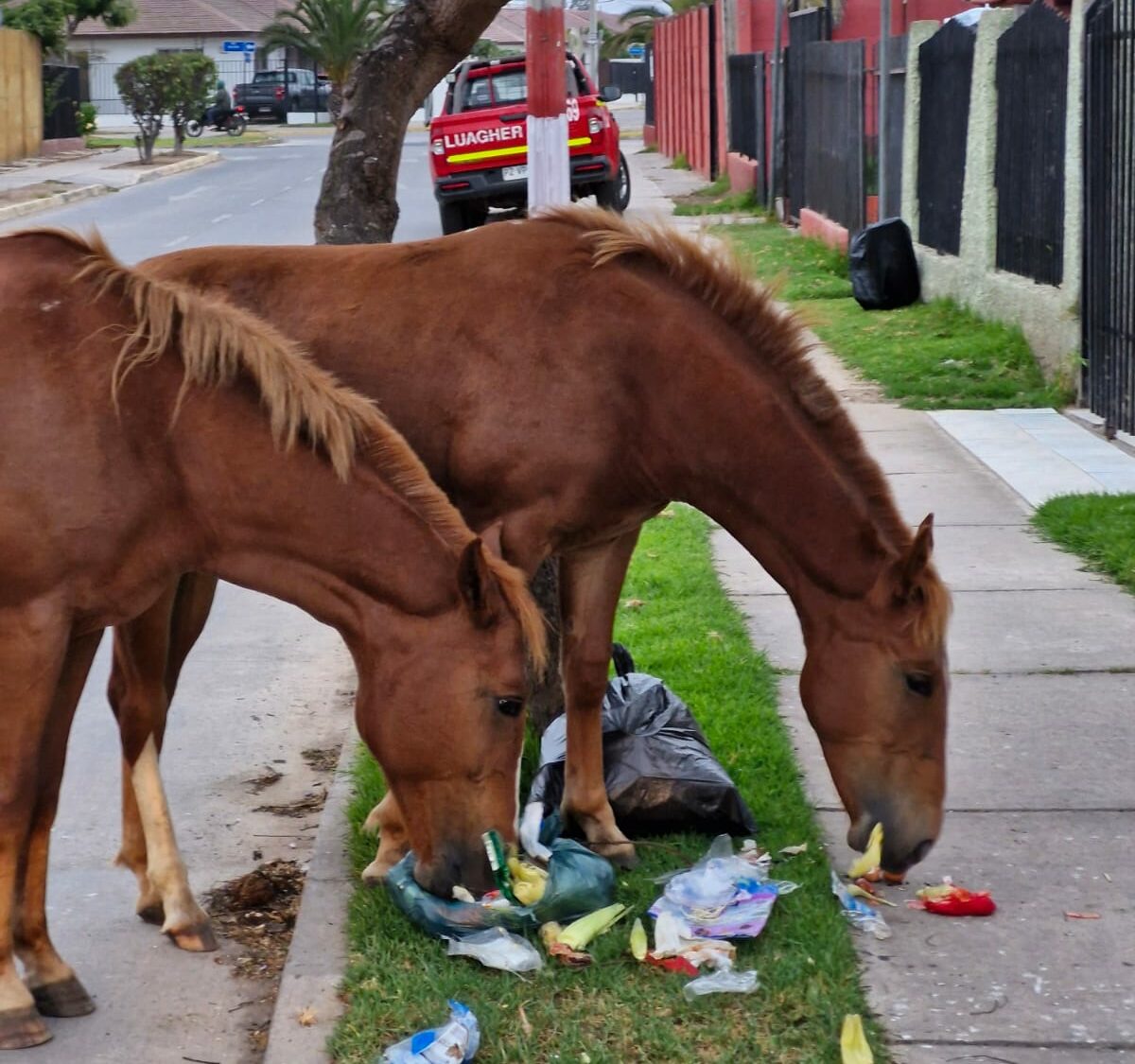 Municipalidad de La Serena interpone querella criminal por maltrato animal